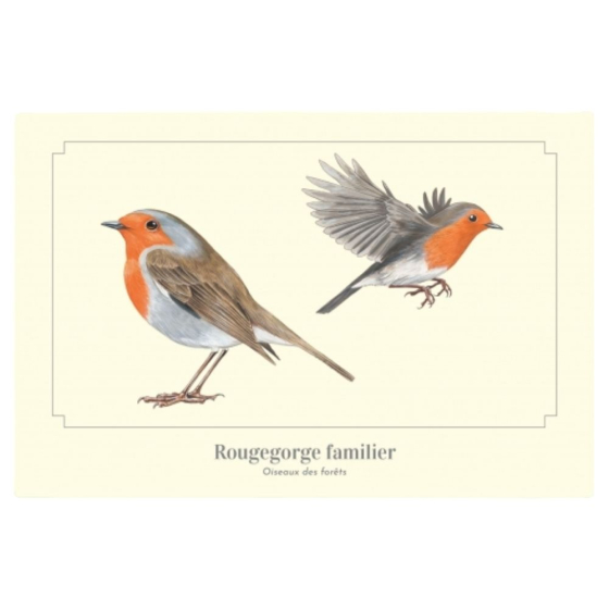 Rougegorge familier - Carte postale pédagogique