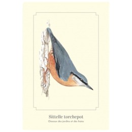 Sittelle torchepot - Carte postale pédagogique