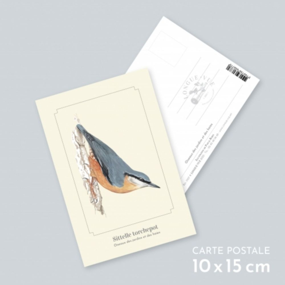 Sittelle torchepot - Carte postale pédagogique