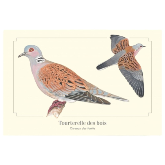 Tourterelle des bois - Carte postale pédagogique