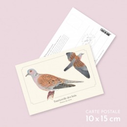 Tourterelle des bois - Carte postale pédagogique