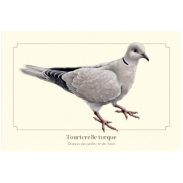Tourterelle turque - Carte postale pédagogique