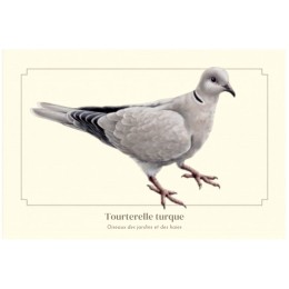 Tourterelle turque - Carte postale pédagogique