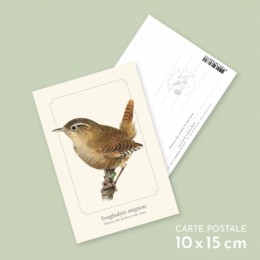 Troglodyte mignon - Carte postale pédagogique