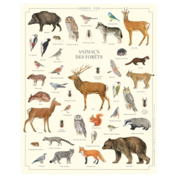 Animaux des forêts - Affiche 24 x 30 cm