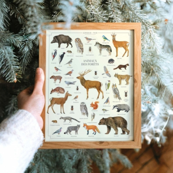 Animaux des forêts - Affiche 24 x 30 cm