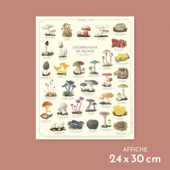 Champignons de France - Affiche 24 x 30 cm