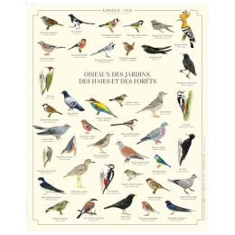 Oiseaux des jardins, des haies et des forêts - Affiche 24 x 30 cm