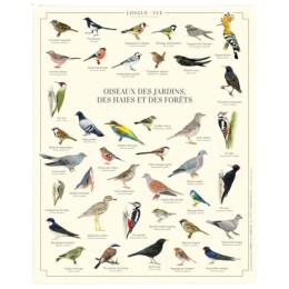 Oiseaux des jardins, des haies et des forêts - Affiche 24 x 30 cm