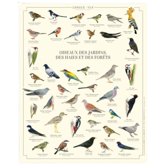 Oiseaux des jardins, des haies et des forêts - Affiche 24 x 30 cm