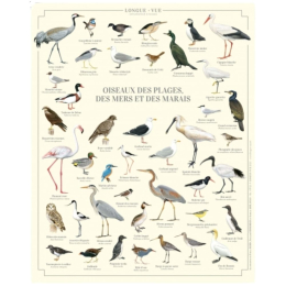 Oiseaux des plages, des mers et des marais - Affiche 24 x 30 cm