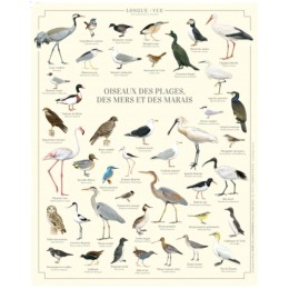Oiseaux des plages, des mers et des marais - Affiche 24 x 30 cm