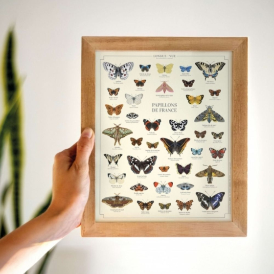 Papillons de France - Affiche 24 x 30 cm