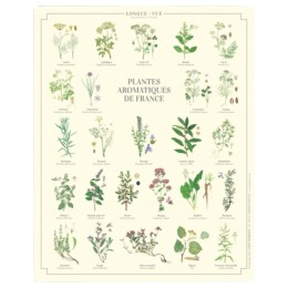 Plantes aromatiques de France - Affiche 24 x 30 cm