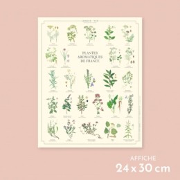 Plantes aromatiques de France - Affiche 24 x 30 cm