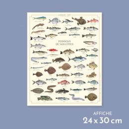 Poissons de nos côtes - Affiche 24 x 30 cm