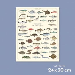 Poissons de nos côtes - Affiche 24 x 30 cm