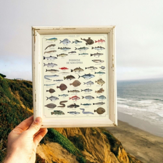 Poissons de nos côtes - Affiche 24 x 30 cm