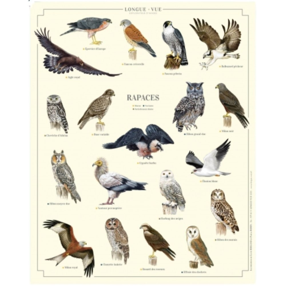 Rapaces - Affiche 24 x 30 cm