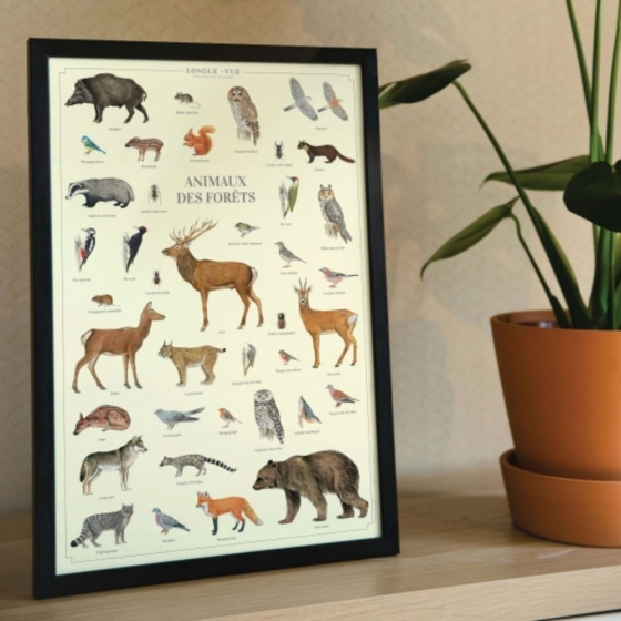 Animaux des forêts - Affiche 40 x 60 cm
