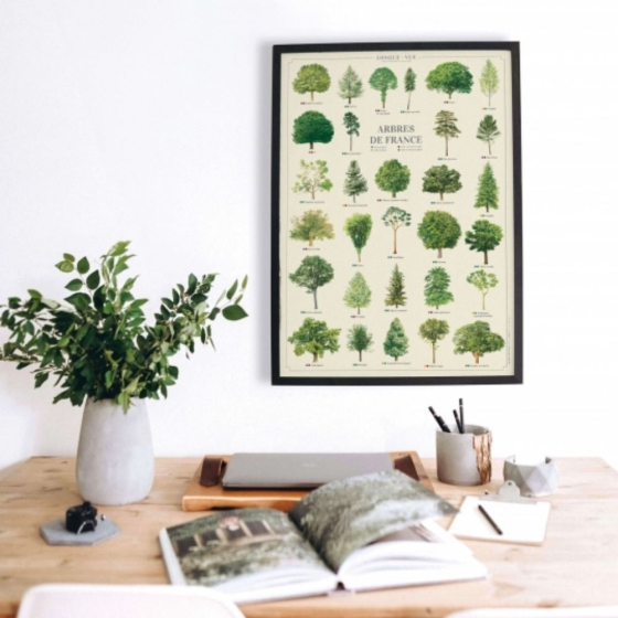 Arbres de France - Affiche 40 x 60 cm