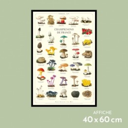 Champignons de France - Affiche 40 x 60 cm