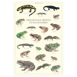 Grenouilles, tritons et salamandres - Affiche 40 x 60 cm