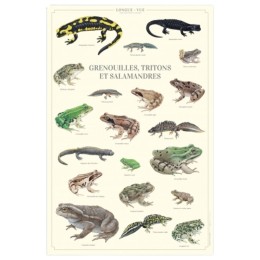 Grenouilles, tritons et salamandres - Affiche 40 x 60 cm