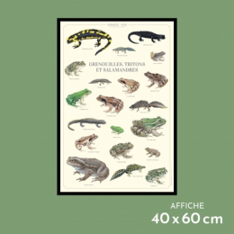 Grenouilles, tritons et salamandres - Affiche 40 x 60 cm