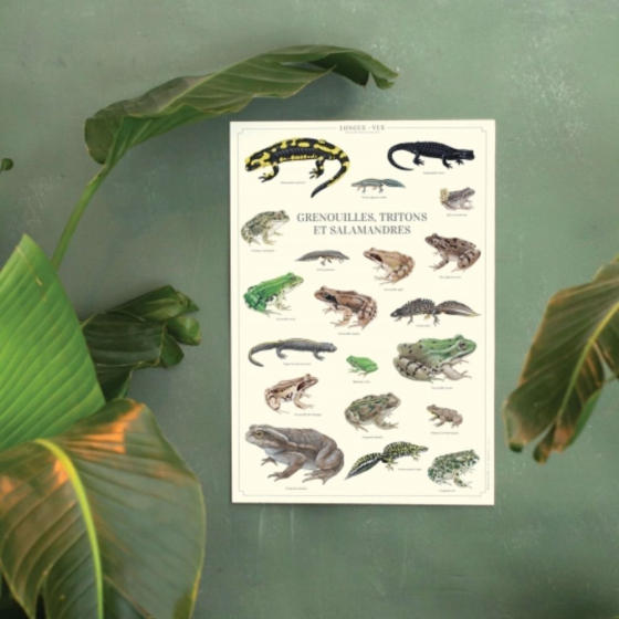 Grenouilles, tritons et salamandres - Affiche 40 x 60 cm