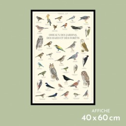 Oiseaux des jardins, des haies et des forêts - Affiche 40 x 60 cm