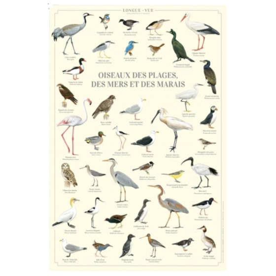 Oiseaux des plages, des mers et des marais - Affiche 40 x 60 cm