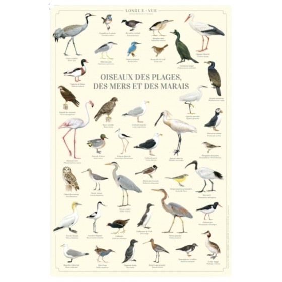 Oiseaux des plages, des mers et des marais - Affiche 40 x 60 cm