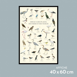 Oiseaux des plages, des mers et des marais - Affiche 40 x 60 cm