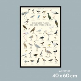 Oiseaux des plages, des mers et des marais - Affiche 40 x 60 cm