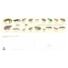 Grenouilles, tritons et salamandres - Carte double