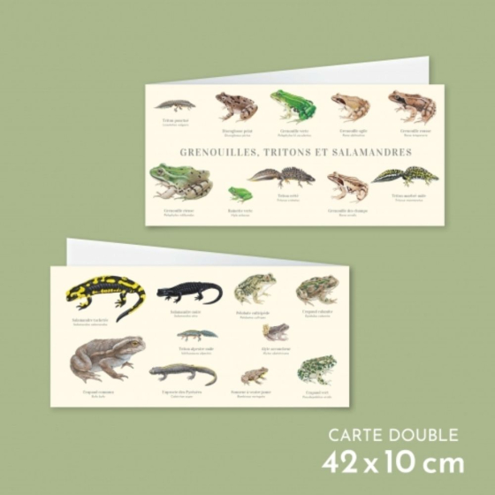 Grenouilles, tritons et salamandres - Carte double