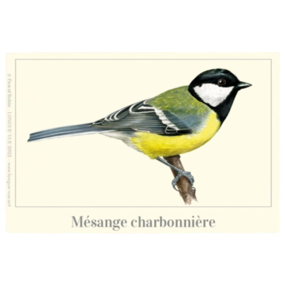 Mésange charbonnière - Magnet