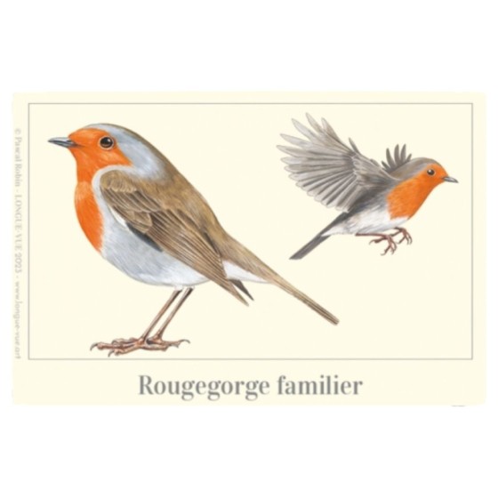 Rougegorge familier - Magnet