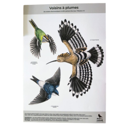 Silhouettes anti-collisions : Pack de 3 Hirondelle - Huppe - Roitelet