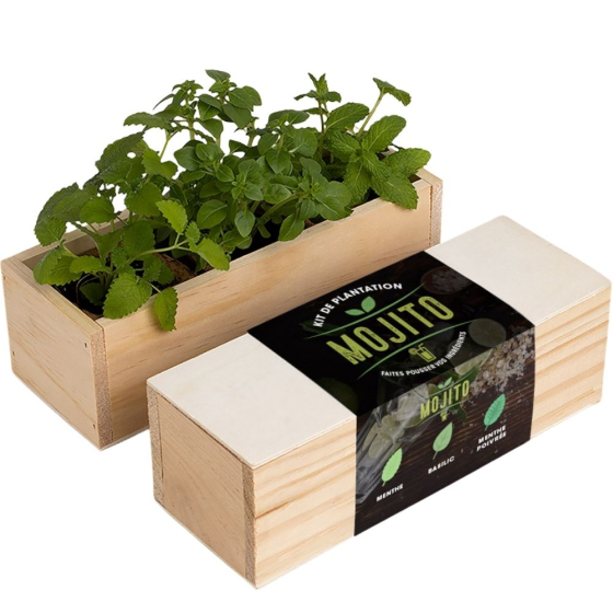 Kit d’Auto-culture Mojito - Menthe, basilic et menthe poivrée