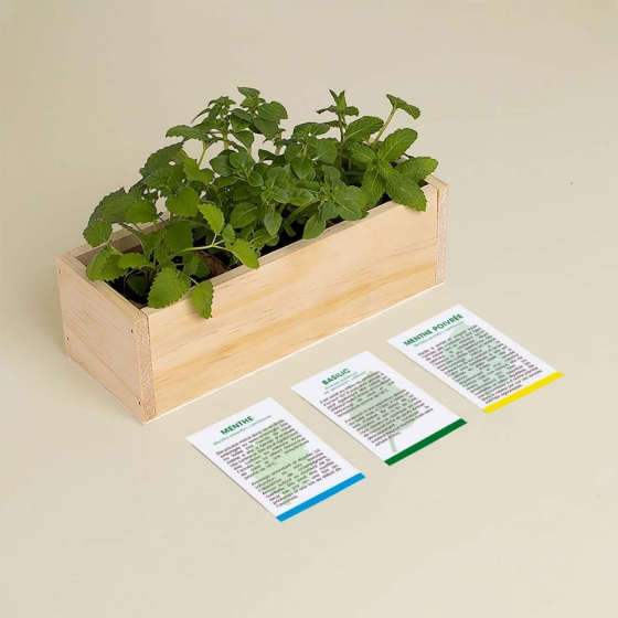 Kit d’Auto-culture Mojito - Menthe, basilic et menthe poivrée