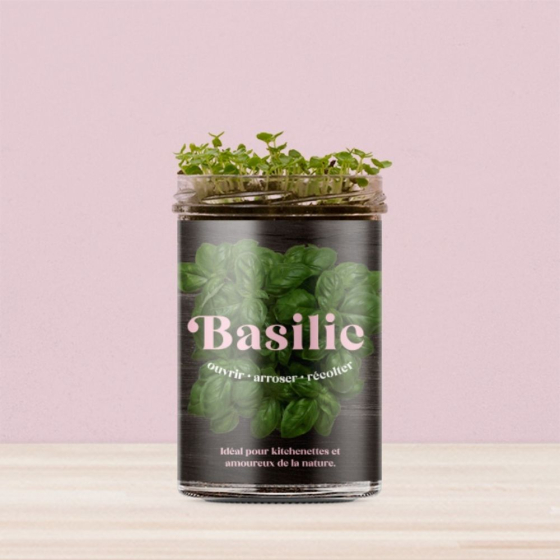 Potager de basilic pour la cuisine