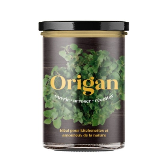 Potager d'origan pour la cuisine