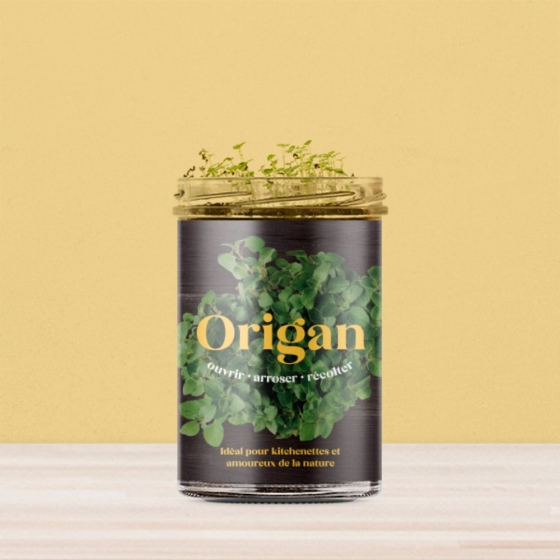 Potager d'origan pour la cuisine