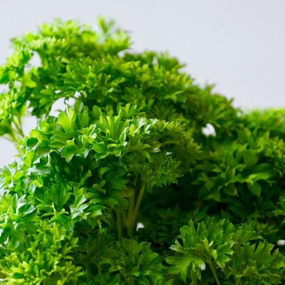 Potager de persil pour la cuisine
