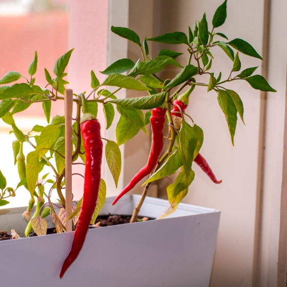 Kit de culture de piments piquants – Danger !