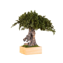 Bonsaï stabilisé Juniperus racine simple