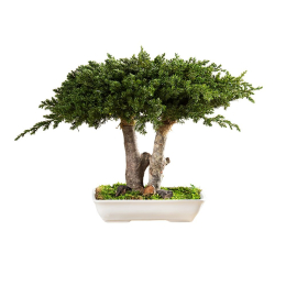 Bonsaï Juniperus 25 cm