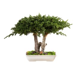 Bonsaï Juniperus 25 cm